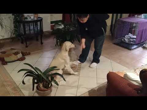 Adiva Saluki agár klikkerrel tanulás