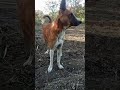 Roti Dene Ki Aukat Na Ho To Mara Mat Karo Dog Shorts