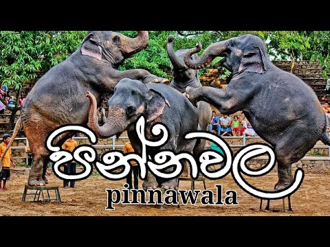 Pinnawala Elephant Orphanage and Zoo (පින්නවල අලි අනාථාගාරය සහ සත්වෝද්‍යානය) | Hithumathe - හිතුමතේ