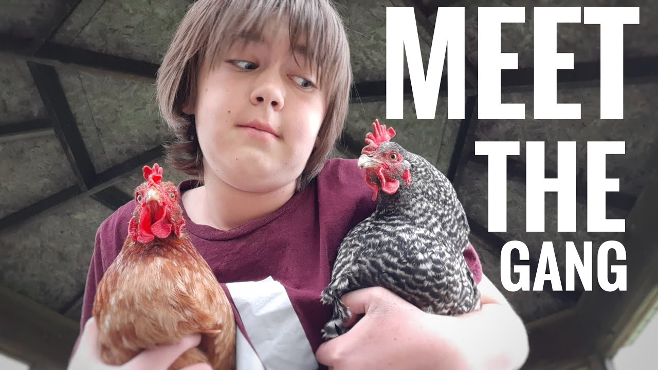 Meet ALL 5 of My Chickens | Al's Homestead