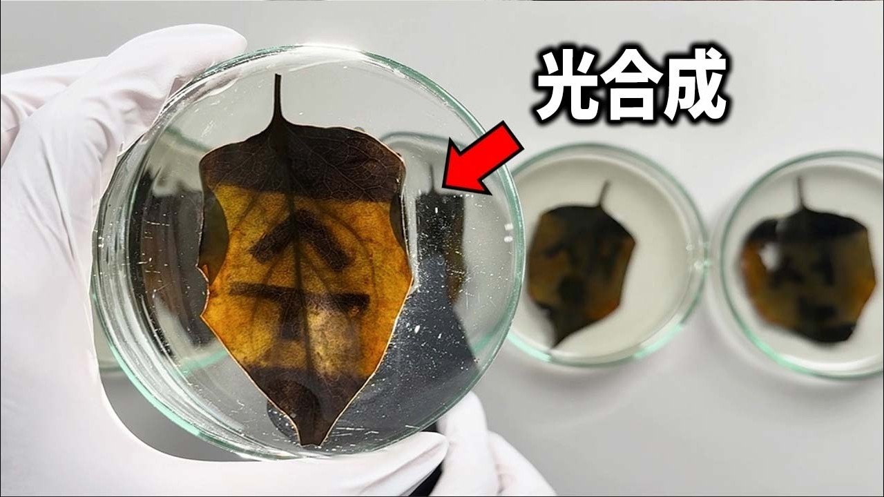 【衝撃】光合成を目で見る実験！？光で文字が書けちゃうヤバすぎる現象