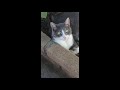 Gray White Striped Cat Enjoying The Day