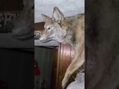 Brindle Coyote