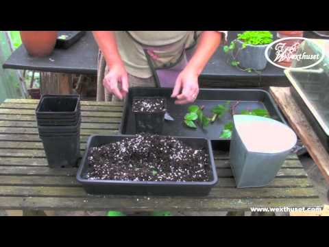 Föröka rosor med sticklingar