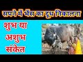 Milking A Buffalo In A Dream Milking Buffalo In A Dream