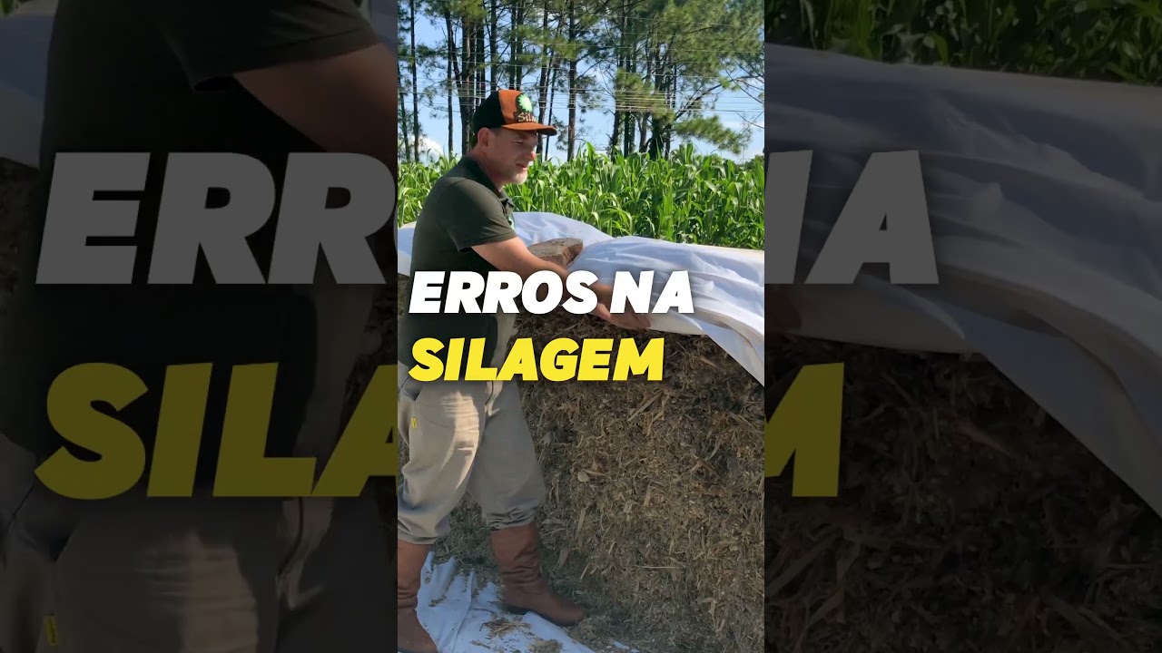 PERDAS e erros na silagem - vídeo completo no canal!