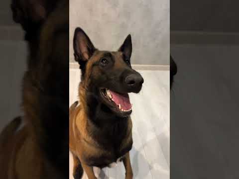 Собака лает / Собака гавкает гав #собака #собакакусака