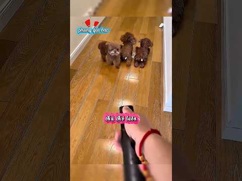 Chủ nhân bó tay trước chú chó “diễn sâu” nhất quả đất 😆🐶#tôi yêu động vật 😍