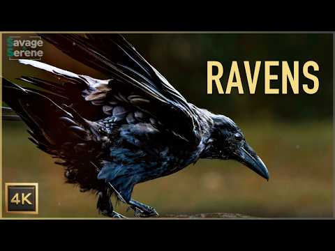 The Secret Life of Ravens: Nature’s Most Mysterious Birds | 4K