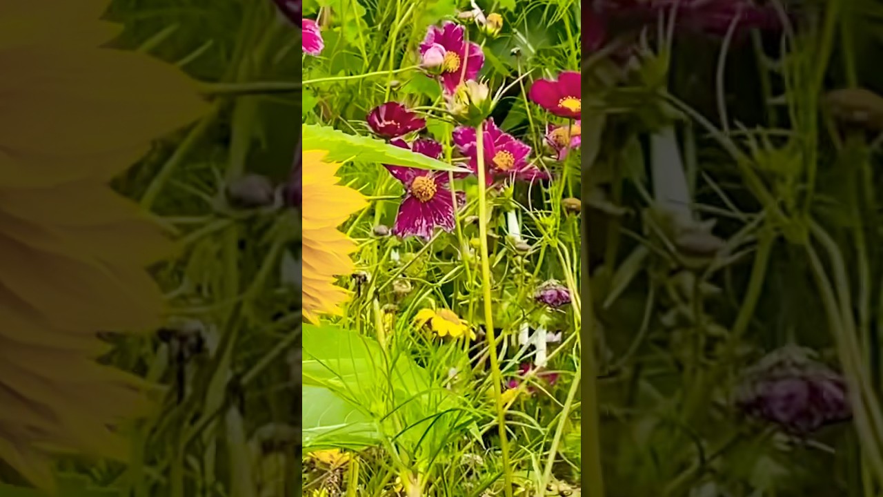 Secret Garden ||Discover Nature's Most Beautiful Flowers 2024