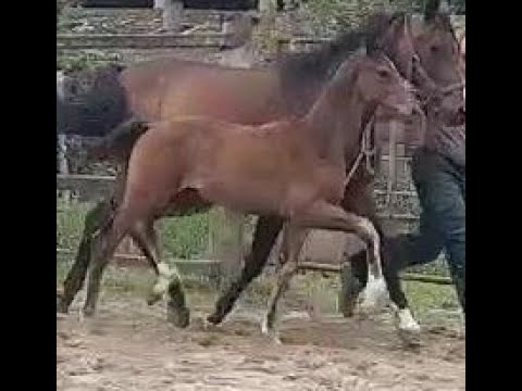 2022 Hengstfohlen von DESPACITO www.sporthorses-online.com