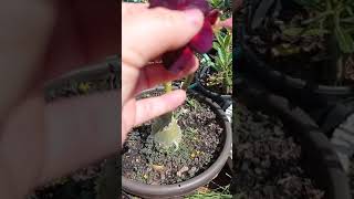 l-23 rosa do deserto da coleção negras #l-23 %l-23 #rosadodeserto %rosadesertonegra