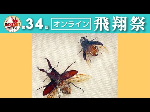 樹脂標本で虫博士を目指そう！