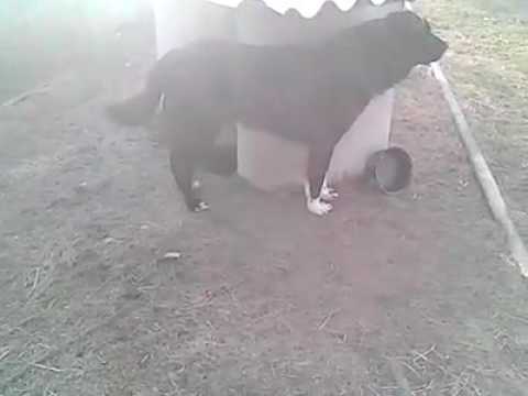 Caine ciobanesc! Alexandru Lungu