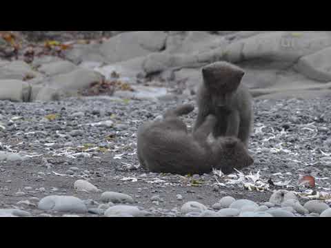 Arctic fox cubs playing, Iceland.