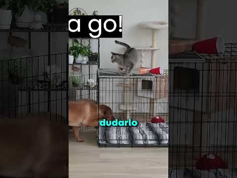Aprendió a Usar Este Sillón pero fue Atrapado 😂🐧