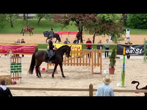 Stiltrail Working Equitation Pferd International