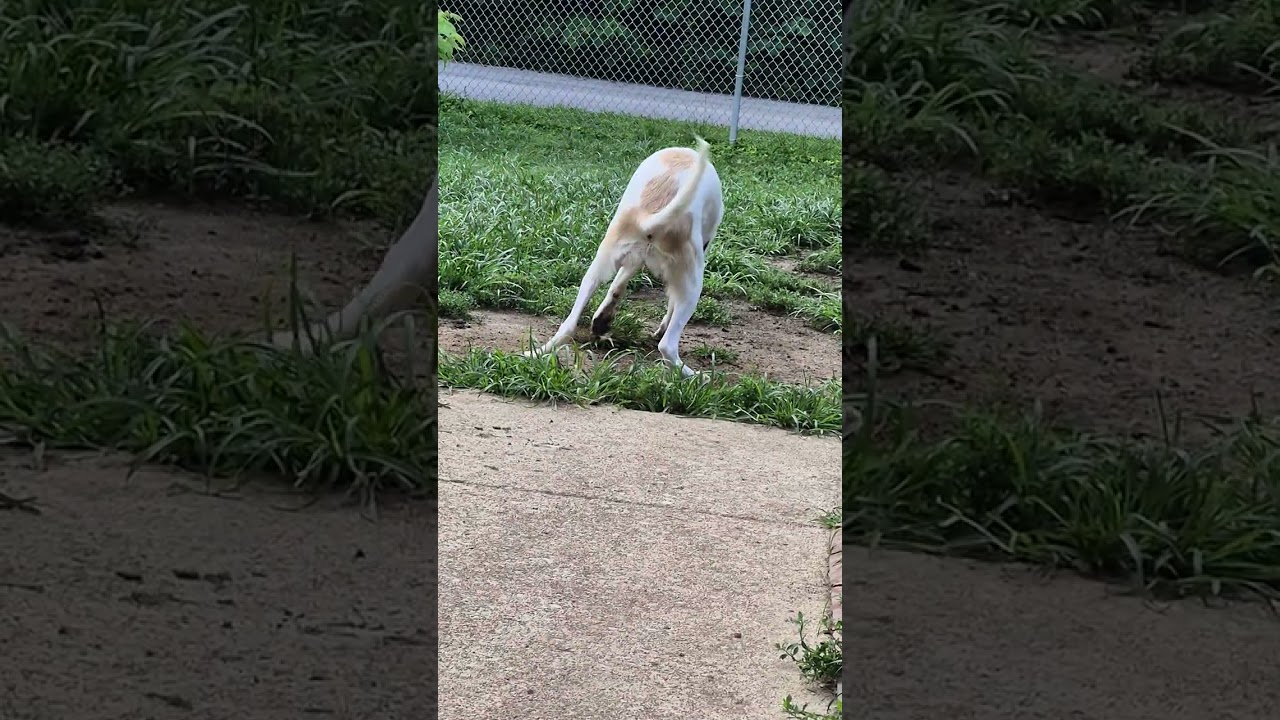Enlarge Sneezy, a Adoptable Great Pyrenees in Lafayette, IN video 2/2