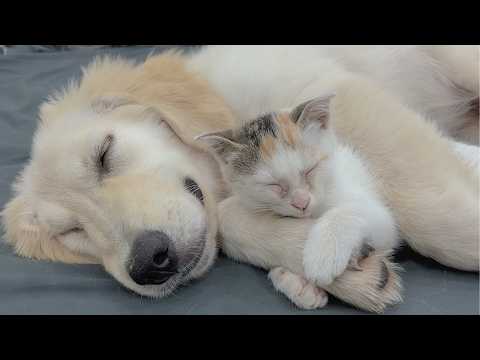 YouTube 썸네일