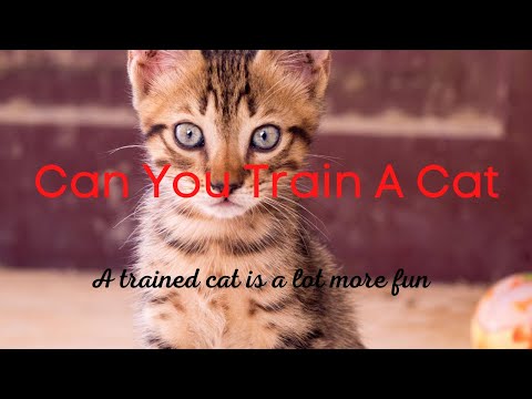 Can You Train A Cat ? [Cat Training]