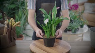 How to Grow and Care for Calla Lily - Plants Indoors