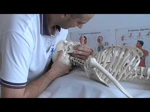 I sintomi della malattia delle articolazioni Osteoartrite lati delle articolazioni dellanca