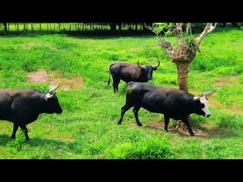 Visita a la ganadería Santa María de los Ángeles, junta de Arenal Bolívar 2026.