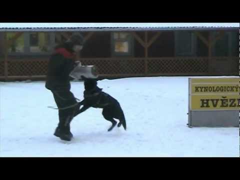 Ackey Levemar protection 1/2013 Bedea