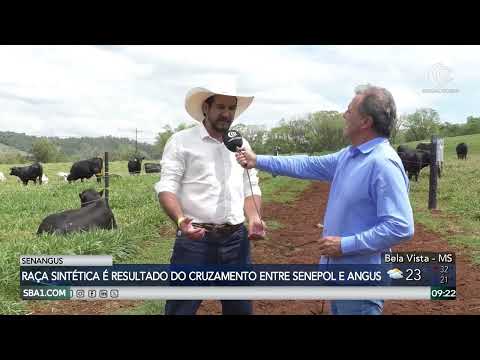 Senangus une carne premium e adaptação ao clima