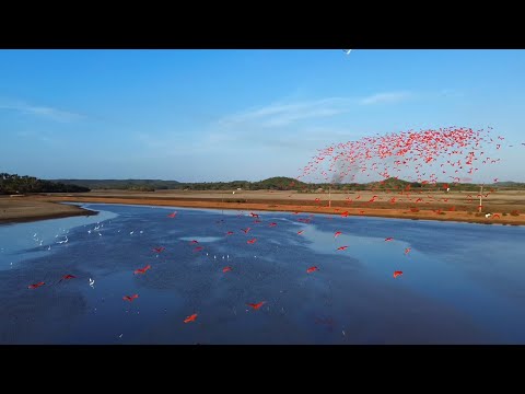 Revoada dos Guarás um espetáculo da natureza no município de Bequimão Maranhão 