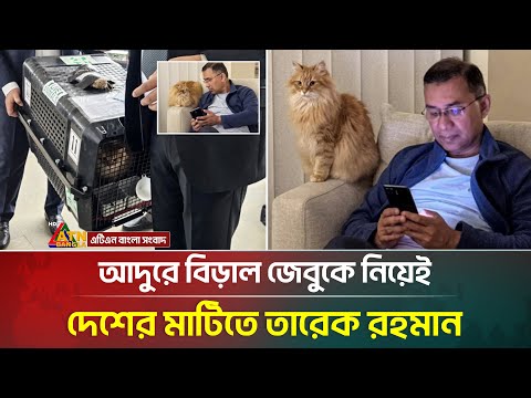 আদরের জেবুকে নিয়েই দেশে ফিরলেন তারেক রহমান | Tarek Rahman | Jebu | ATN Bangla News
