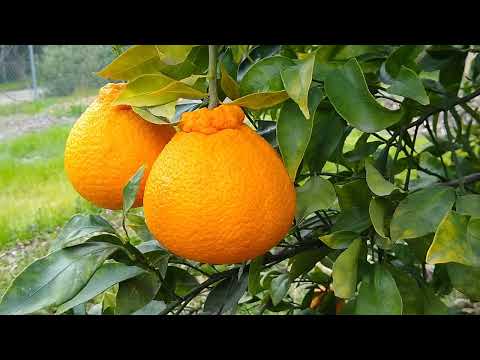 Shiranui mandarin tree: a profile