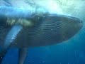 Whale Finding Nemo