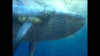 Whale (Finding Nemo) Sounds