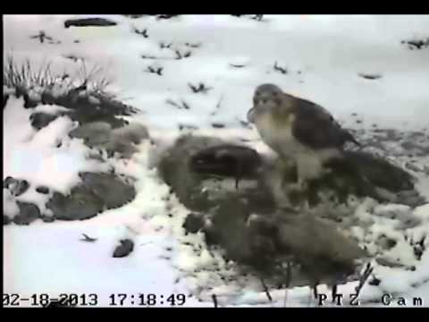 Red-Tailed Hawk Feeding