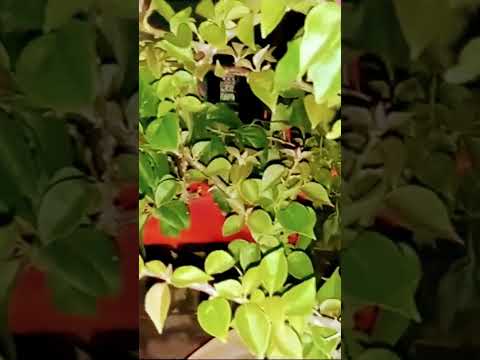 #flower #gardening #plant # short # yashashree gardening