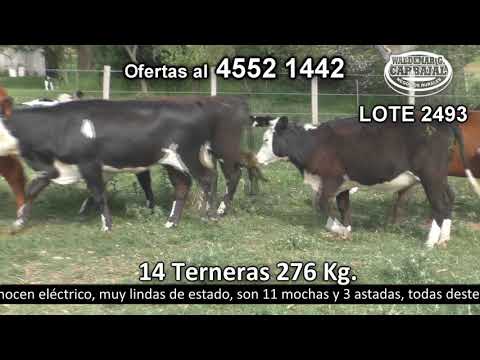 Lote 14 Terneras 11 HE c/  AA,  2 HE c/  RA y 1 HE 276kg -  en Costas de Tarariras Ruta 22 Km 18.500