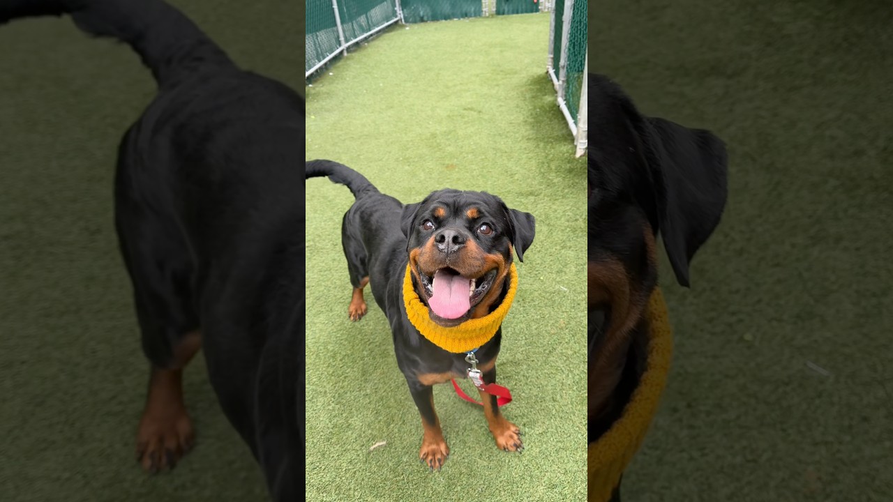 Enlarge Tiny, a ADOPTABLE Rottweiler in Prospect, CT video 2/2