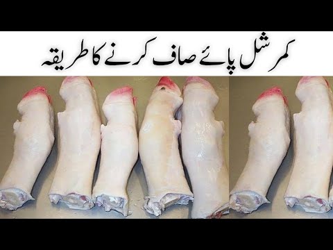 Paye Saaf Karnay Ka Commercial Tarika 🐂| بلکل آسان طریقہ | Easy Cow Legs Cleaning | Cow Legs Clea