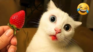 Hilarious Animal Fails That Will Make You Laugh Out Loud! 🐶😂