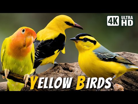 Breathtaking Yellow Birds | Soothing Nature | Stress Relief | Relaxing Birds Chirps | Magical Nature