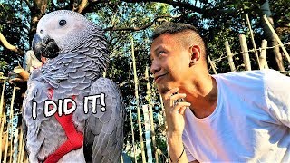 My Bird&#39;s First 100 Meter Flight (Awesome Flying Skills) | Vlog #424