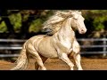 Akhal-Teke horse videos compilation . Try not to watch it to the end