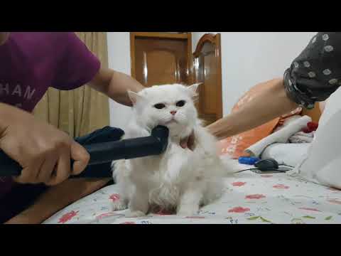 Vacuum cleaning my cats' hair | vacuum cleaner to remove cat fallen fur hairs