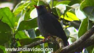 Black Bulbul or Hypsipetes Leucocephalus