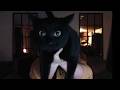 CaseOh S Cat Best Appearances