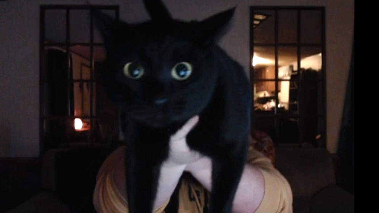 CaseOh's Cat Best Appearances