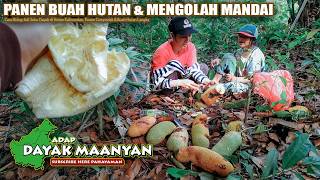 Download lagu Cara Hidup Asli Suku Dayak di Hutan Kalimantan, Panen Cempedak & Buah Hutan Langka, Mengolah Mandai mp3