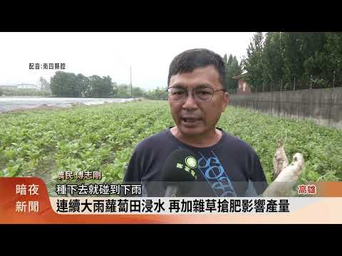 美濃白玉蘿蔔風災農損 農民:拔多少算多少
