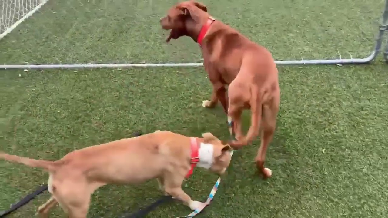 Enlarge Anita, a Adoptable mixed breed in Hartsville, SC video 6/6